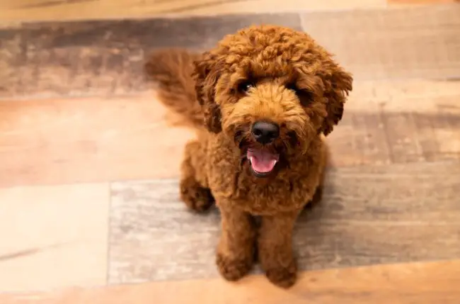 Cavapoo Generations Explained F1, F1b, F1bb, F2,F3