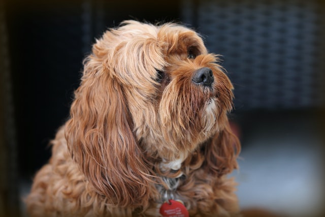 How Big Will My Cavapoo Grow - Sizes Explained (Cavoodle)