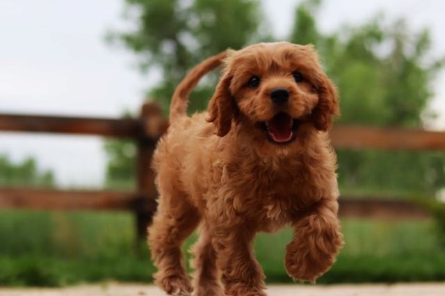 Cavapoo Coat Types and How to Care for Them (Cavoodle)