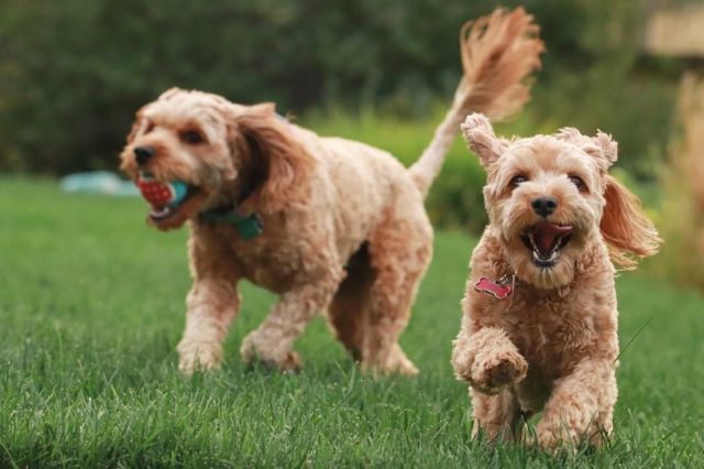 Do Cavapoos Get on With Other Dogs Are They Friendly