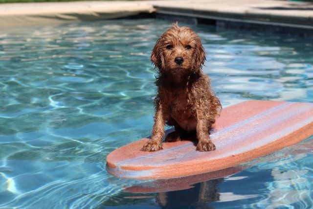 Cavapoo Dog in the Pool -Can Cavapoos Swim