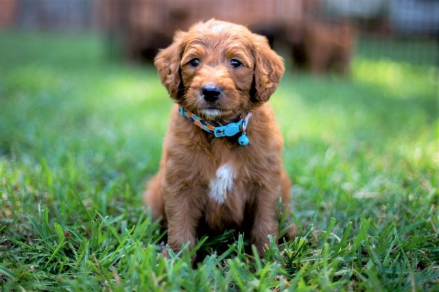 When to Start Grooming Cavoodle Cavapoo Puppy