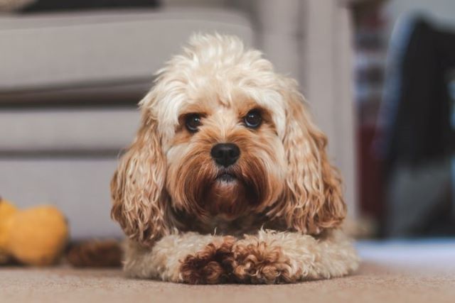 Why Does My Cavapoo Smell? How To Make It Smell Better?