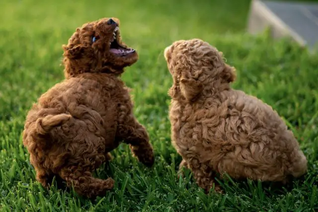 Are Cavapoos Aggressive Dogs