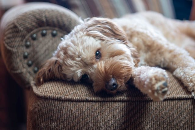 Cavapoo Lying on the Lounge