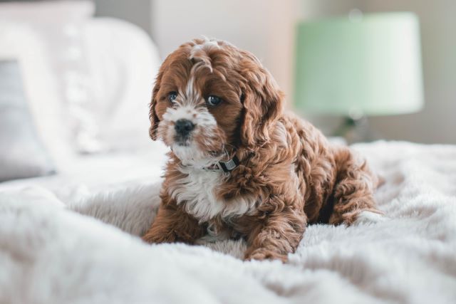 Cavapoo Puppy - Cavapoo Cavoodle Dog Names