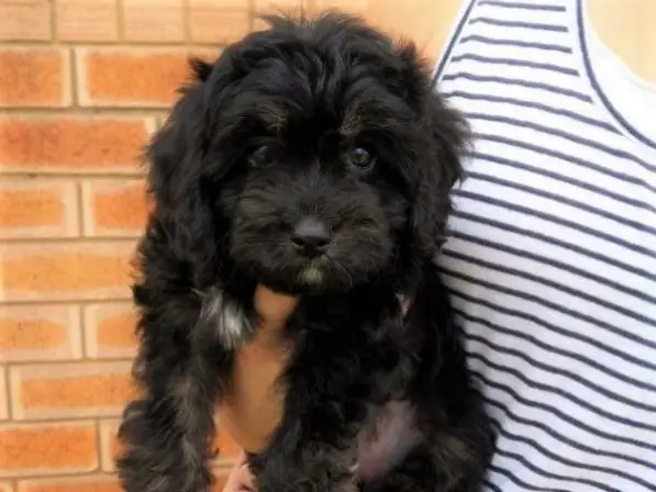Holding Cavapoo Cavoodle Puppy -Cavapoo Puppy Names
