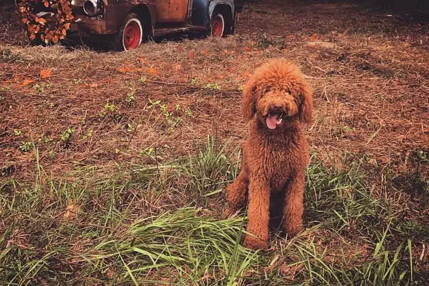 Red / apricot colored double doodle (golden doodle + labradoodle) dog sitting outside.