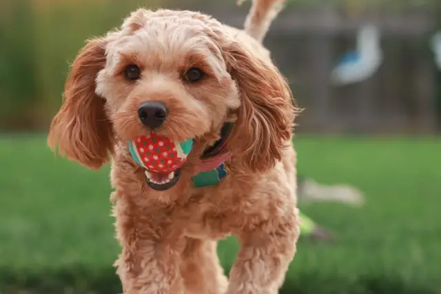 Dog in the backyard playing fetch and bring back the ball