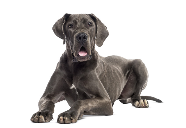 Is my dog barrel chested?