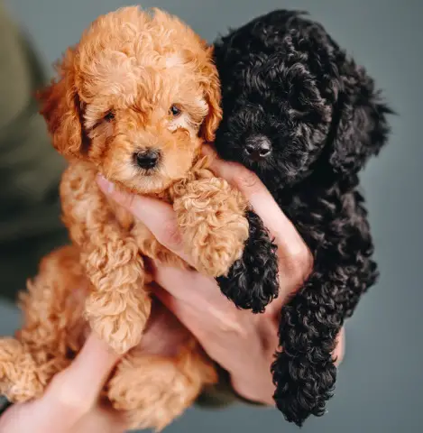 Owner holding a brown and a black Cavapoo puppy
