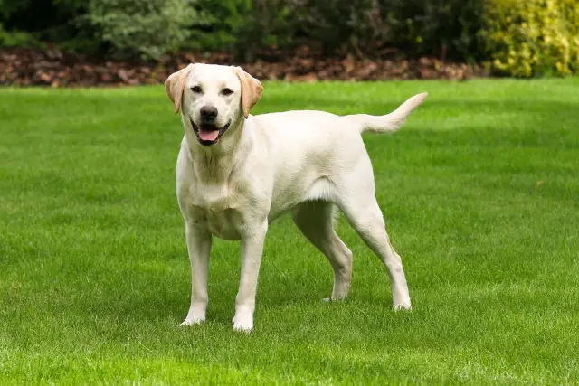 Is my dog barrel chested?