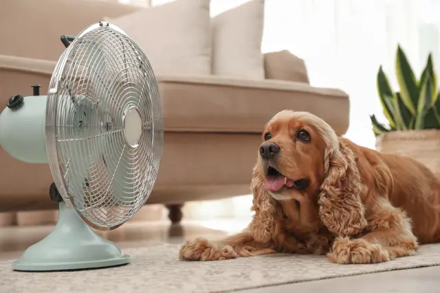 Dog enjoying the air in front of the electric fan.