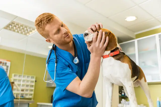 Veterinarian examining a dog
