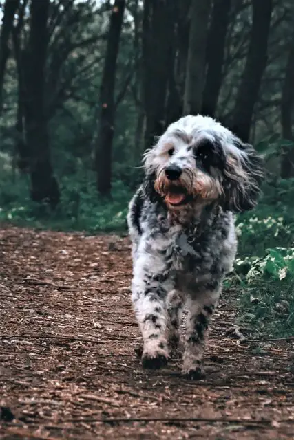 Blue Merle Aussiedoodle