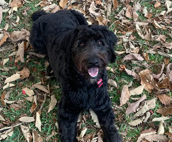 Black Aussiedoodle Dog