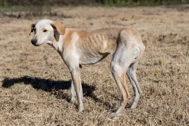 skinny dog standing on the field