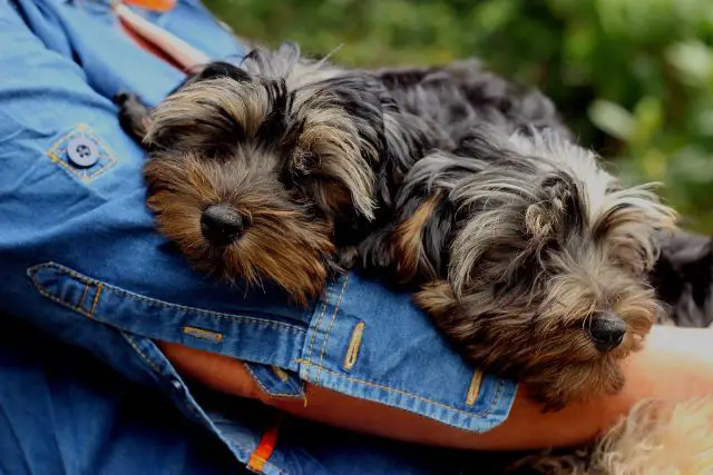 Two Yorkiepoo Dogs on Owners Lap