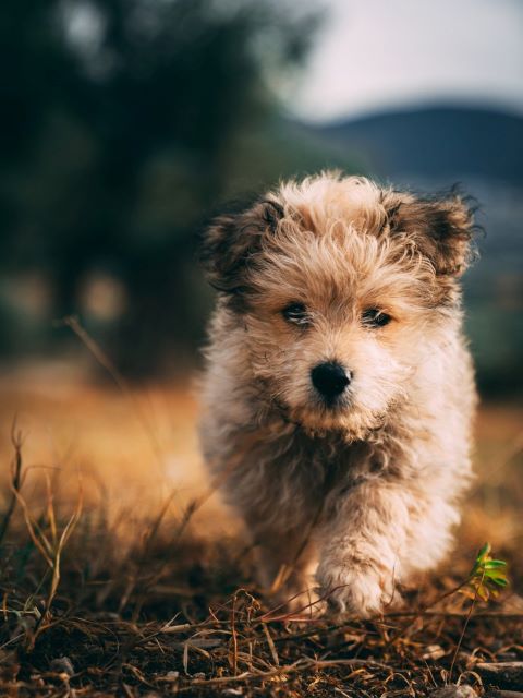 Yorkiepoo Puppy