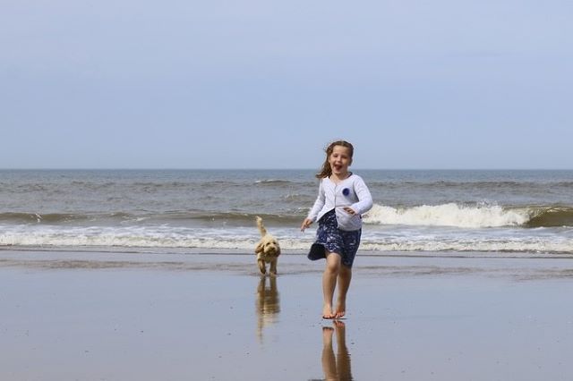 Cockapoo Dog at the Beach