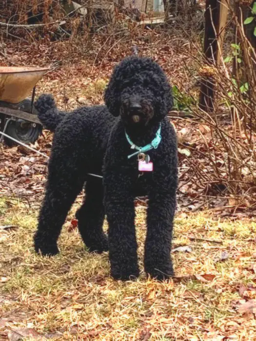 black f2b labradoodle outdoors