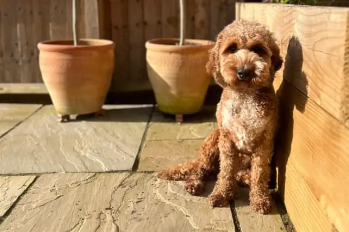 sun shining on a brown cockapoo outdoors