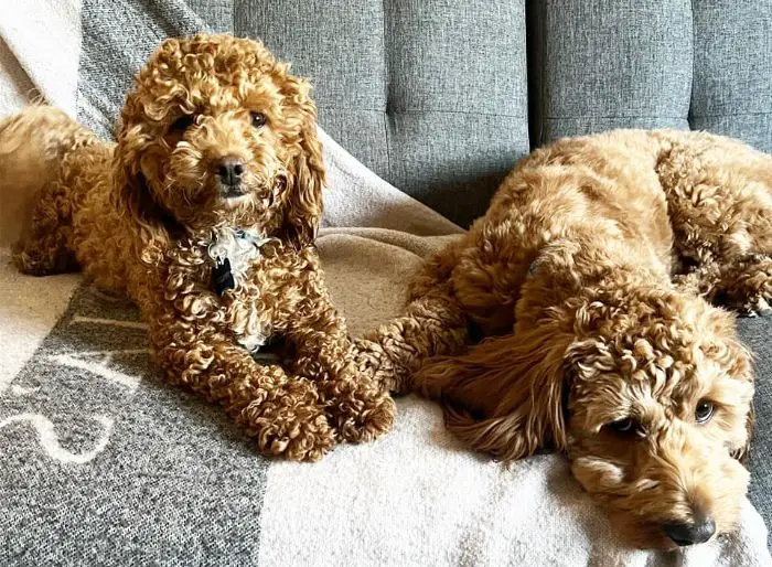 curly coat brown cockapoos lying on the couch