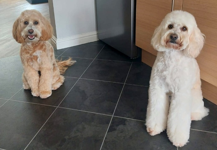 white and brown short-haired cockapoos sitting on the floor
