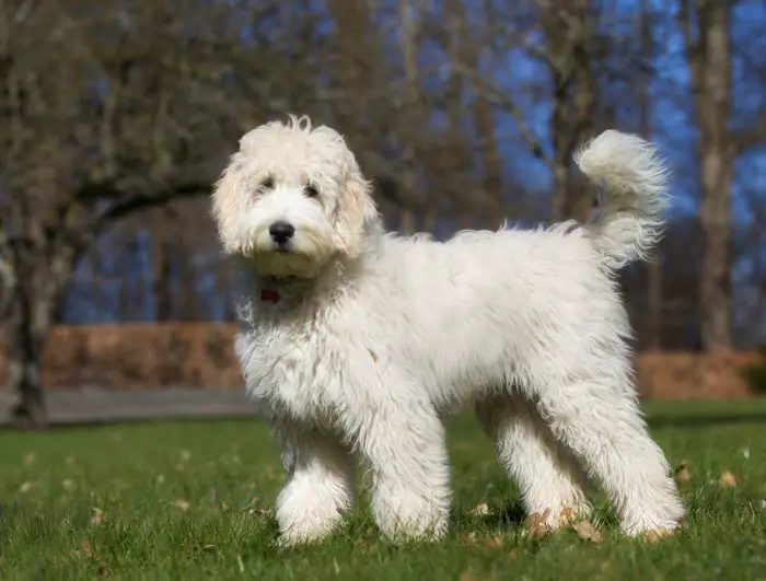 Labradoodle Standing in the Park