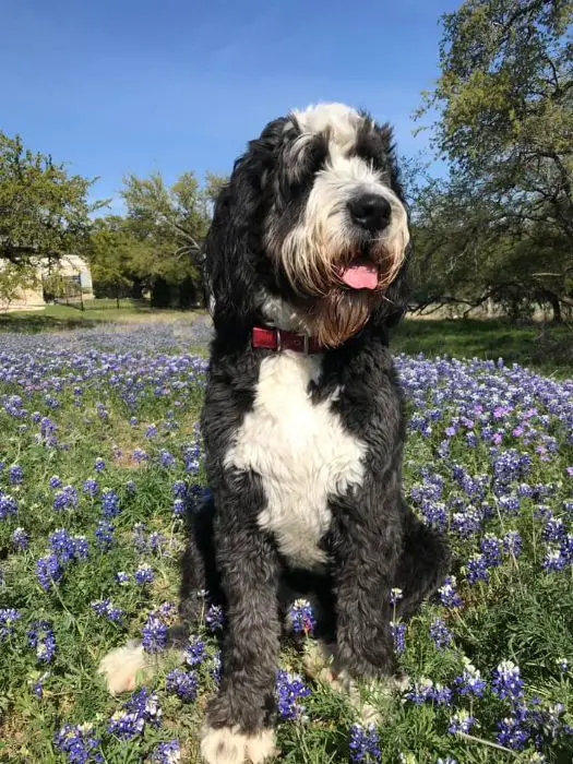 bernedoodle sitting on a flower field