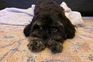 Coco the Cavapoo